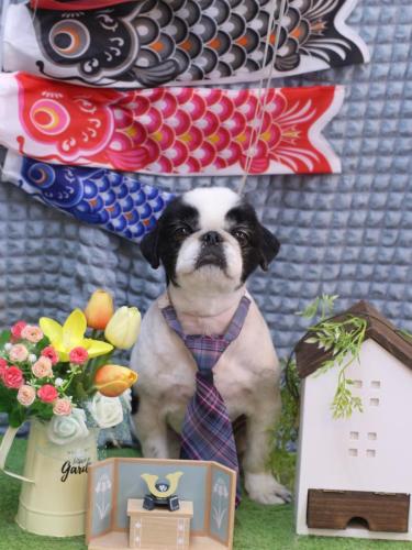 20230525大福くん